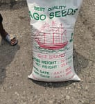 Sago seeds Ship Brand