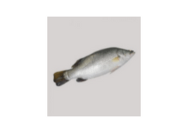 Barramundi Fish