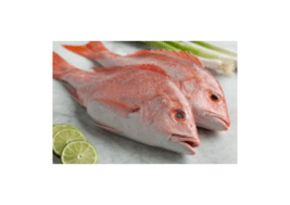 Red Snapper