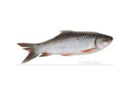 Roho Fish